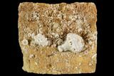 Fossil Crinoid Plate - Missouri #103529-1